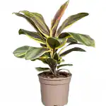 Ashokavanam Cordyline Chocolate Queen Plant