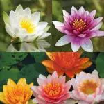 NooElec Seeds India Rare Lotus Flower 20 Seeds Planting Pond Dwarf Mini Water Bowl Aquarium Indoor Outdoor