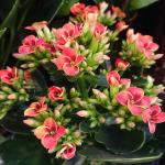 PLATONE Kalanchoe Plant_kakloncho plant jhni(x203