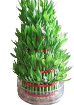 Priyathams Good Luck, Lucky Bamboo Plant Seed (Pack Of 55)