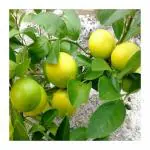 ONLINE PLANT BAZAR ALL TIME PATI LEMON PLANT(PACK OF-1)