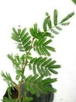 Dream Mall Shami-prosopis Cineraria Pre Bonsai Plant With Pot, More Than 1-year-old Plant