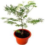 Platone Shami/Jand Plant (KH-305)