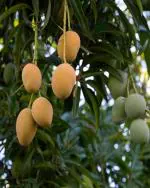 Golden Bloom Live Original Ratnagiri Alphonso Mango Plant Grafted (Height 2-3 Feet) Furit After 1.5-3 Year Hybrid Hapus Outdoor Mango Fruit Tree Hybrid Live Plant For Home Garden