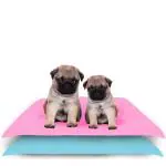 AMORITE Waterproof Pet Mat for Dogs Cats Puppy Durable Washable Pet Dry Sheet Lightweight and Portable Training Pads for Dogs (Size- 70 x 50 Cm Small Combo, Color- Pink + Sea Blue)