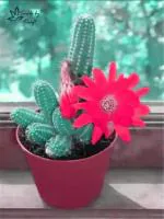Kraft Seeds Rare Cactus,Japanese Succulents,Flower Sementes plants 50 Seeds Each