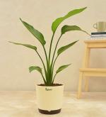 UGAOO Bird of Paradise Live Indoor Plant with Pot - Large