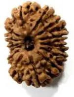 Feeltouchmart Brown Wood 14 Mukhi Nepal Rudraksha Beads Hgj00-1001-2684