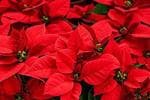 Heaven Of Saplings Poinsettia Plant (Pack of 1)