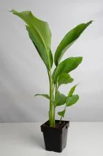 Cloud Farm Hybrid Turmeric Plant- 200 mm CF_O462