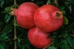ONLINE PLANT BAZAR POMEGRANATE PLANT(PACK OF-1)