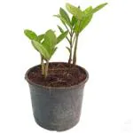 Root Bridges Indoor ZZ Plant with Pot 6 Inch