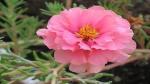 Platone Portulaca Plant Pink Portulaca Plant With Without Pot