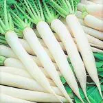 Tamransh Srida Radish, Mooli, Muli Seed, 50 Seeds