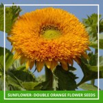 Farmgokart 50 Seed Pack Of SUNFLOWER - DOUBLE ORANGE Flower Seeds
