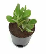 India Gardening Original Crassula Ovata Plant (good luck vastu plant) in Self Watering Pot