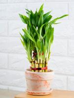 Nurturing Green Lucky Bamboo Plant With Orange Mystique Pot