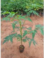 Cloud Farm Hybrid Neem Plant- 250 mm CF06
