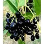 Cloud Farm Thai All Time Grafted Jamun Plant (Hybrid, Pack of 1),CF_T09