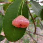 Cloud Farm Syzygium Rose Water Apple Wax Apple Java rose apple Jamrul Fruit Healthy Plant[CF2190]