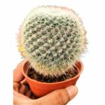 INDIAN FLORA : BALL CACTUS , Natural Live Plant , Plastic Pot , Air Purifying , Home Decor ,