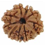 Feel Touch Mart 9 Mukhi Nine Face Rudraksha Genuine Nepal Big Size Natural Brown Bead Nau Mukhi Rudraksha Nepali Best Rudraksha Bead With Real & Energized 9 Face Rudraksha For Men & Women By