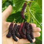 Cloud Farm Sweet And Healthy All Time Long Finger Taiwan Mulberry/Shahtoot Fruit (Cutting/Grafted) Healthy Plant,''Fruit After 4 to 6 Month'',CF_T80
