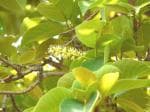 Plantzoin Myrobalan Harad Terminalia chebula Harida Live Plant