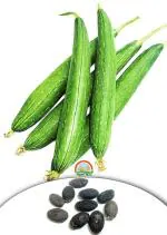 Tamransh Jasberk Sponge Gourd, Turai, Turaiya, Gilki, Chikni, Galka Seed, 55 Seeds