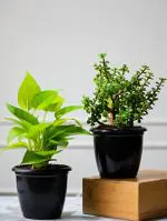 Nurturing Green Jade Plant And Golden Money Plant With Black Pot (Combo Of 2)