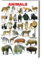 Surmul Multicolor Sunboard Medium Animals Chart Name For Kids Room For Living Adhesive Sticker