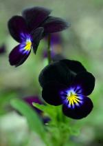 PARYAVARAAN Seeds - Pansy Black Flower Seeds Hybrid - Pansy Black Seeds Hybrid - Pansy Black Flower Plant Live - Pansy Black Flower Seeds Hybrid Double Pack of 200 seeds