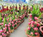 The Entacloo Dragon TreeDragen PlantYellow Dragon fruit Plant 7 to 9 feet pack of 1