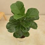 GREENHOUSE STOCK ficus Lyrata Fiddle Leaf Fig Plant