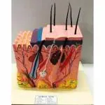 BNR EXPORTS Human Skin Model Shows 3 D Section Of Human Skin This Model is Mounted On a White Laminated Wooden Base The Model Represents differentiated skin Layers, Hair, Sweat Ghands, Sebaceous Glands, Blood vessels, Nerves & Receptors