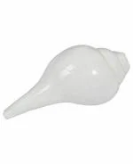 zoltamulata White Dakshinavarti Lakshmi Natural Pooja Conch Shell Valampuri Shankh