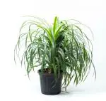 Garden Art Green Dracaena Draco Indoor Housing Plant Air Purifier Plant Plastic Flower Pots
