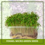 Farmgokart 500 Nos of FENNEL Microgreen Seeds | Best Suitable For Terrace And Home Gardening-