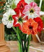 PARYAVARAAN Amaryllis Flower Bulbs For Home Gardening (Pack oF 15 Bulbs)