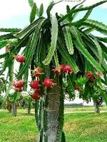 Puspita Nursery Dragon Fruit Plant Imported Thai Variety Produce Big Size Pink Color Fruit