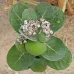 Kapebonavista Arka Madar Giant Milkweed Swallow-wort Crown Flower Calotropis Gigantea Living Plant With Poly Bag