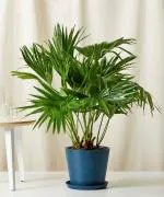 ONLINE PLANT BAZAR CHINESE FAN PALM PLANT(PACK OF-1)