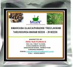 MGBN THE PATH FOR THE HEALTHIER LIFE WITH BEAUTY Simarouba Glauca, Paradise Tree, Lakshmi Taru, Sourga Maram Seeds - 20 Seeds