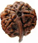 Feel Touch Mart 5 Mukhi Natural Five Face Original and Certified Ganesh Rudraksha Bead
