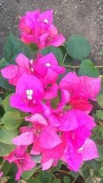 Cloud Farm Bougainvillea Plant CF[00080]