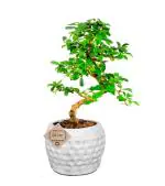 Abana Homes Green Carmona/Fukien Tea Bonsai Plant