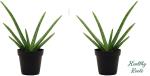 Baishnab Aloe Vera Plantelobera PlantHR-CC149