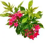 SENECIO Jatropha Integerrima Peregrina Evergreen Annual Flowering Ornamental LIVE Plant For Indoor Outdoor Balcony