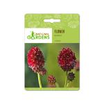 National Gardens Burnet Flower Seeds (10 Nos)
