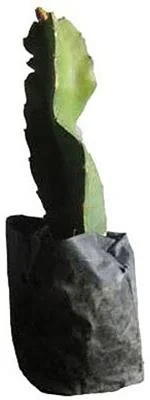 Baishnab Dragon TreeDragen PlantExotic Dragon Pitya